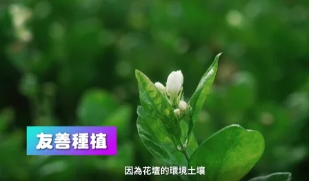 繼元走進茉莉花田